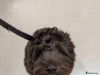 Cockapoo dogs 5 month old cockapoo, Beautiful chocolate brown - Advert 1