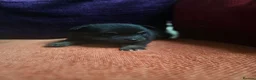 Pomchi dogs for sale: Pomchi  - Advert 12