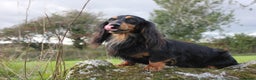 Dachshund dogs for stud: Quality miniature long hair dachshund for stud  in Saint Austell - Advert 2