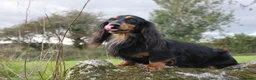 Dachshund dogs for stud: Quality miniature long hair dachshund for stud  in Saint Austell - Advert 2