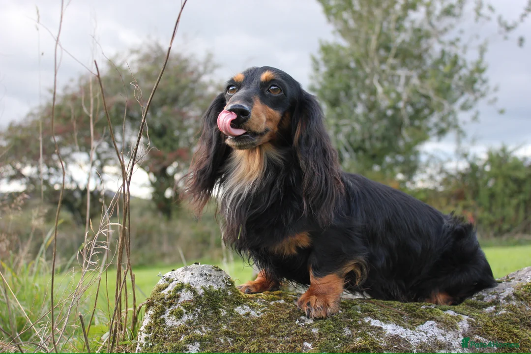 Dachshund dogs for stud: Quality miniature long hair dachshund for stud  in Saint Austell - Advert 2