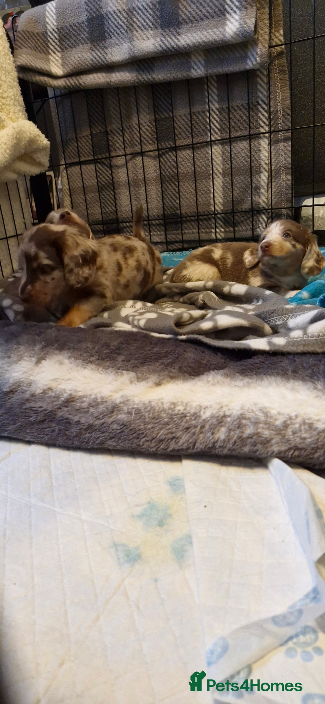 Miniature Dachshund dogs for sale: Longhaired miniature dachshunds  - Image 4
