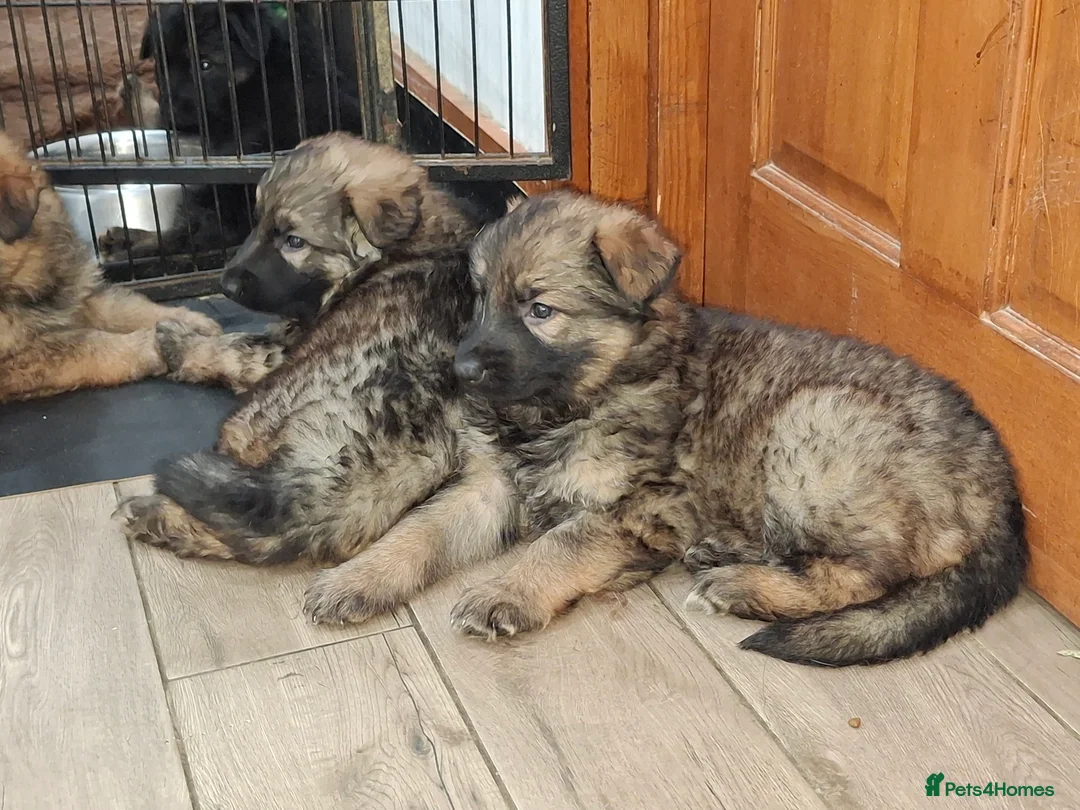 German Shepherd dogs for sale: Kennel club registered straight back GSD - Advert 1