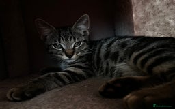 Domestic Shorthair cats for sale: Cute tabby male looking for new home - Image 5