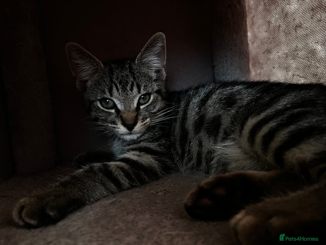 Domestic Shorthair cats for sale: Cute tabby male looking for new home - Image 5