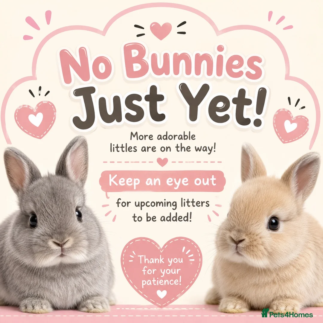 Netherland Dwarf rabbits for sale:     🐰No Bunnies Right Now, More Are On The Way 🐰 - Advert 1