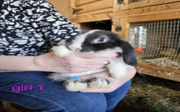 Mini Lop rabbits for sale: 8 mini lops forsale £50 each  - Image 7