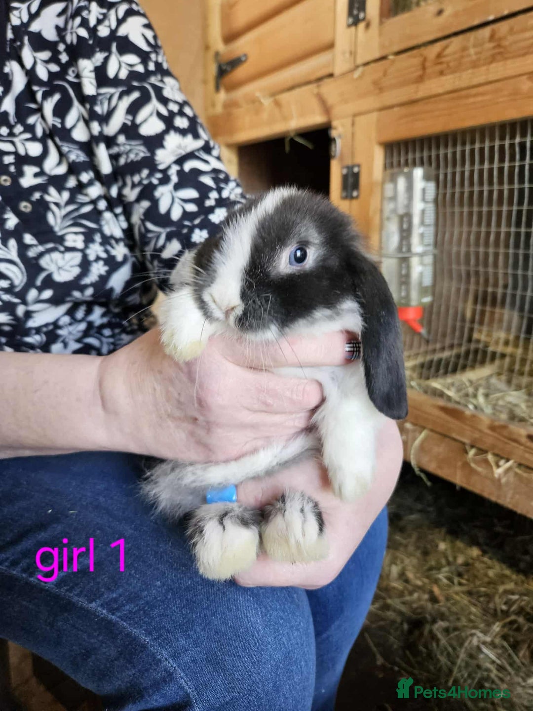 Mini Lop rabbits for sale: 8 mini lops forsale £50 each  - Image 7