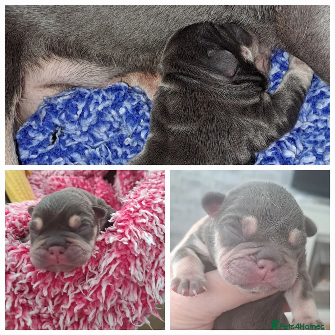 French Bulldog dogs for stud: KC TOP DRAW STUD Ramsgate  in Ramsgate - Advert 21