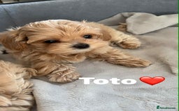 Maltipoo dogs for sale: Tiny F1 Asian Maltipoo puppies. Ready now! - Image 17