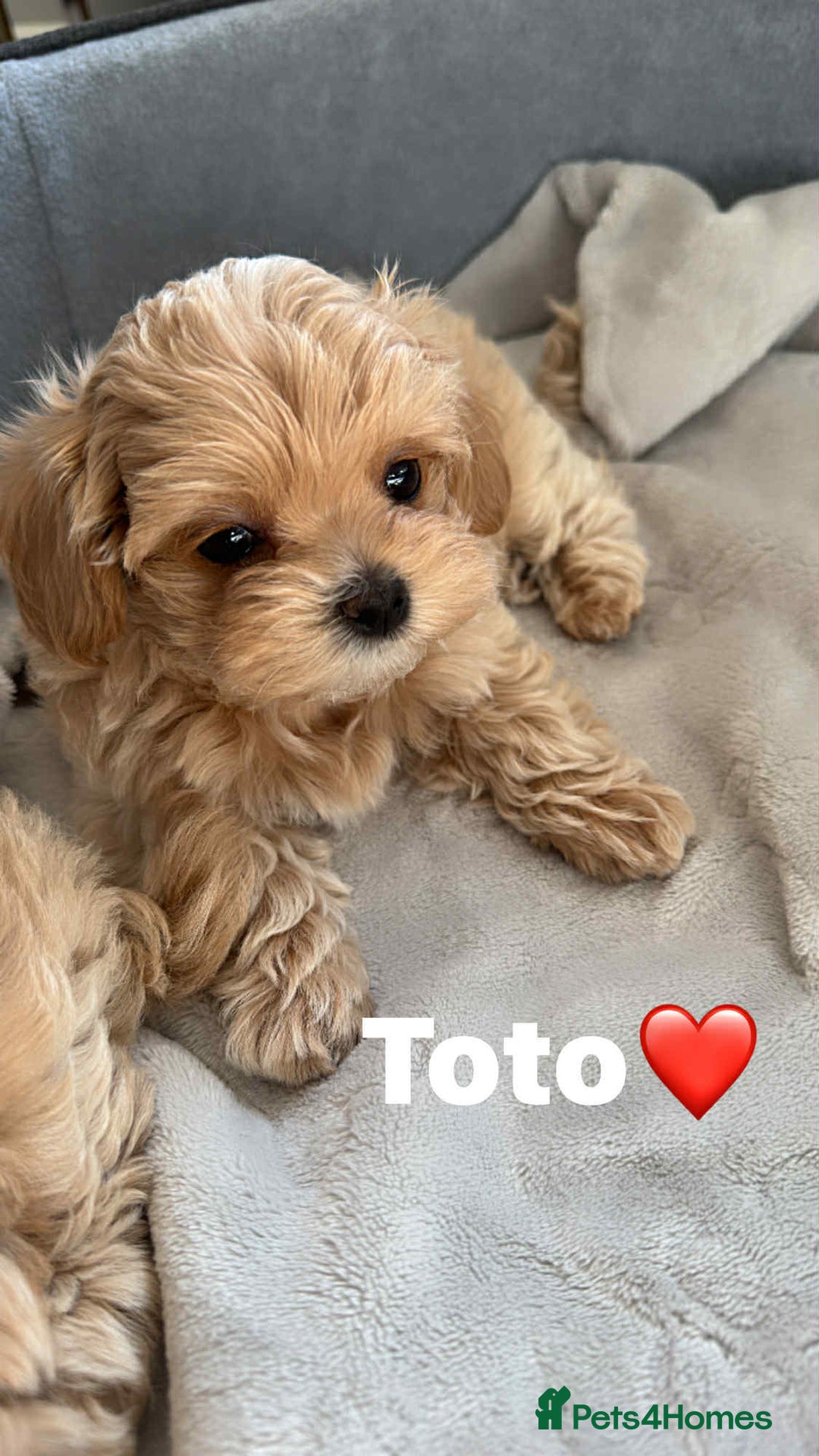 Maltipoo dogs for sale: Tiny F1 Asian Maltipoo puppies. Ready now! - Image 17