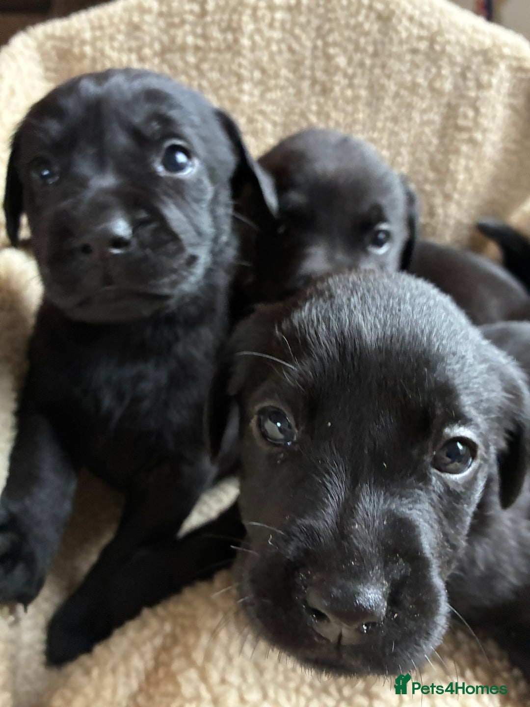Labrador Retriever dogs for sale: Kc reg black labrador puppies - Advert 8