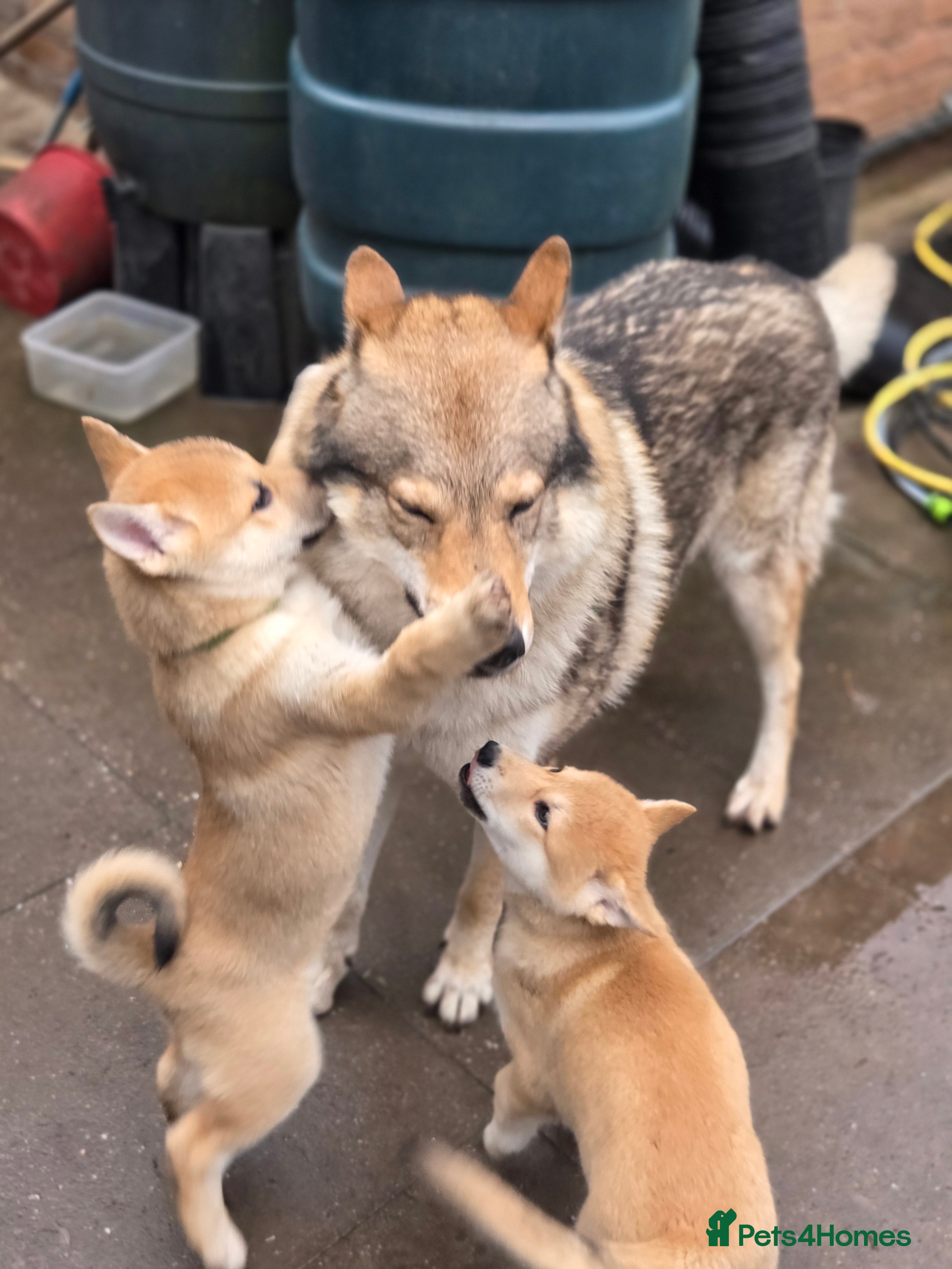 Mixed Breed dogs Wolfdog Puppies - Advert 6