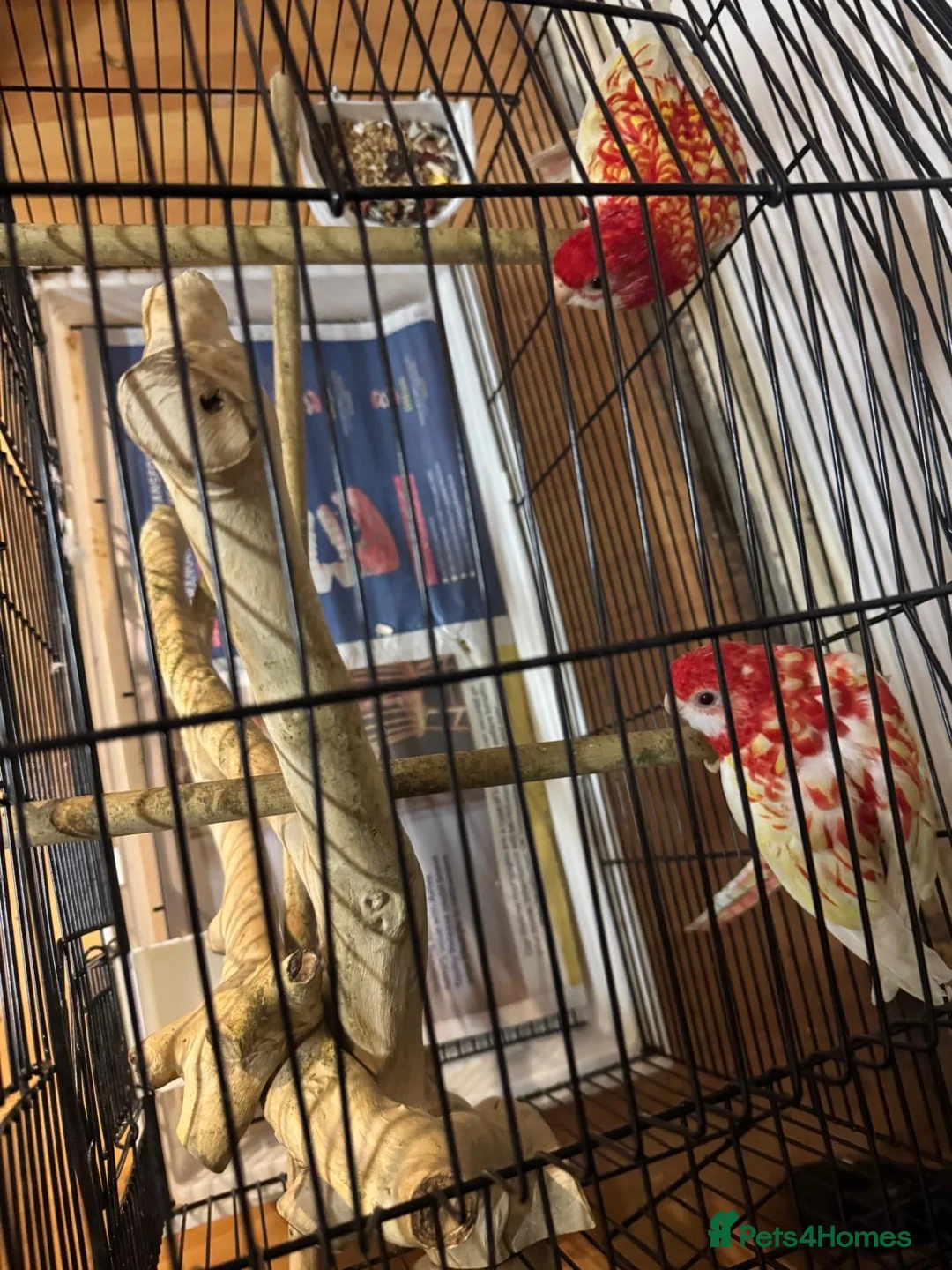 Parrots birds for sale: Red eyes Rubino Rosellas - Advert 5