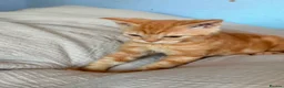 Selkirk Rex cats for sale: Selkirk Rex (shorthaired) girls and boy - Advert 34