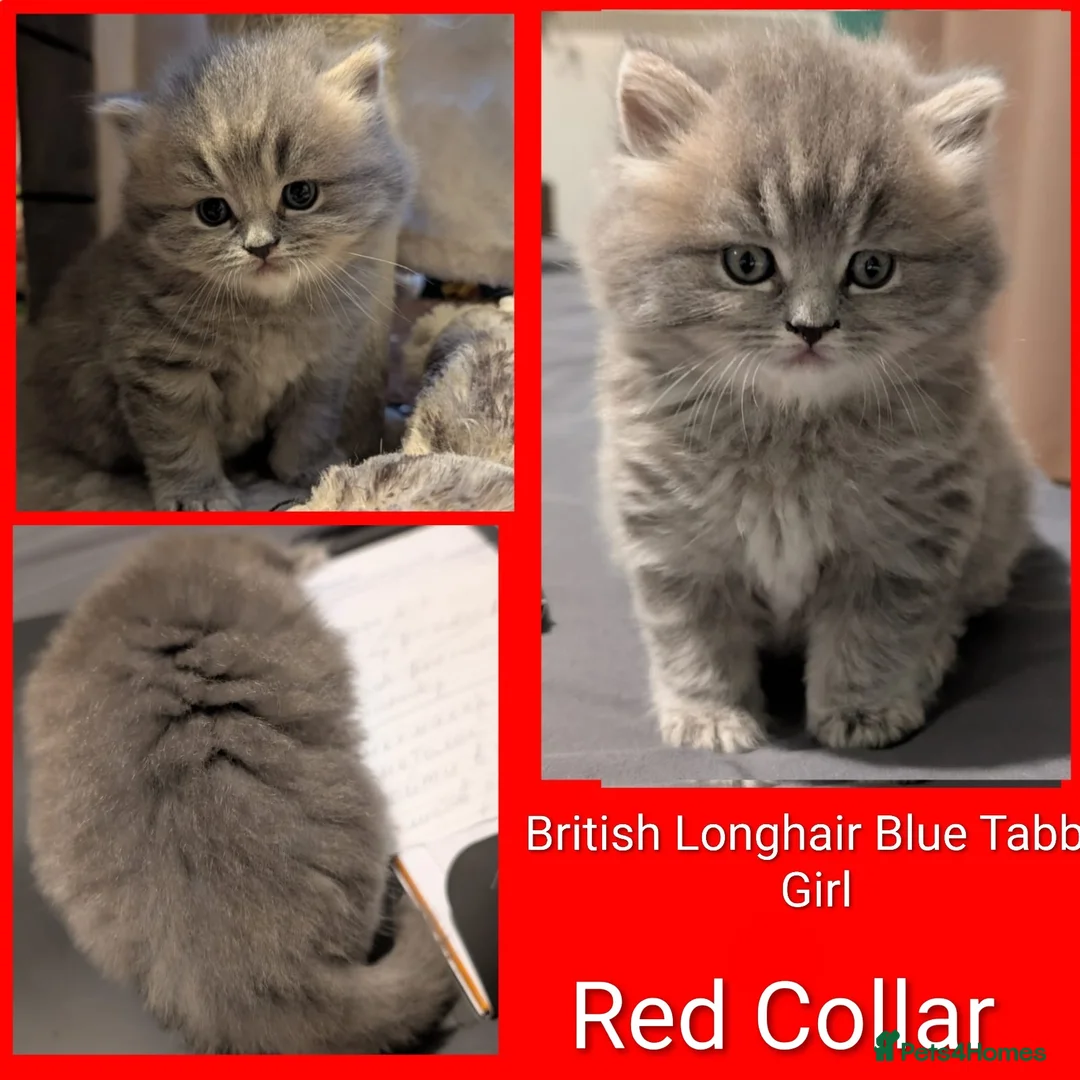 British Shorthair cats for sale: 🐾 Stunning Blue British Longhair & Shorthair  - Advert 8