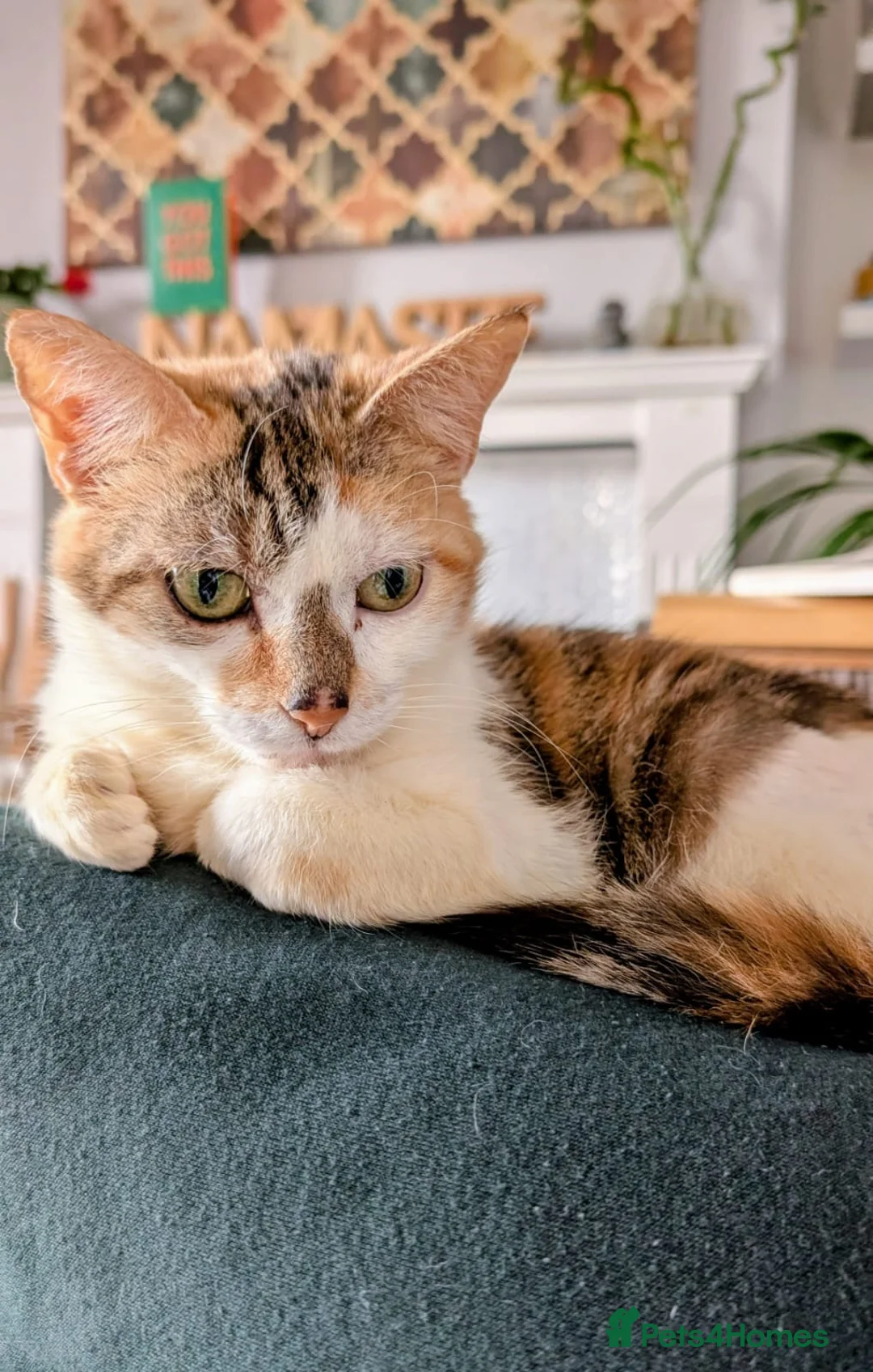 Domestic Shorthair cats for adoption: Tora & Evie, 5 year old neutered female pair - Advert 5