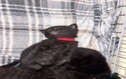 Mixed Breed cats for sale: Beautiful black kittens for sale  - Image 6