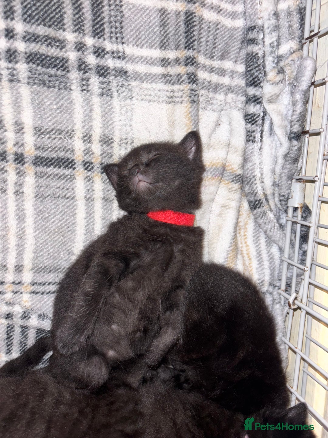 Mixed Breed cats for sale: Beautiful black kittens for sale  - Image 6