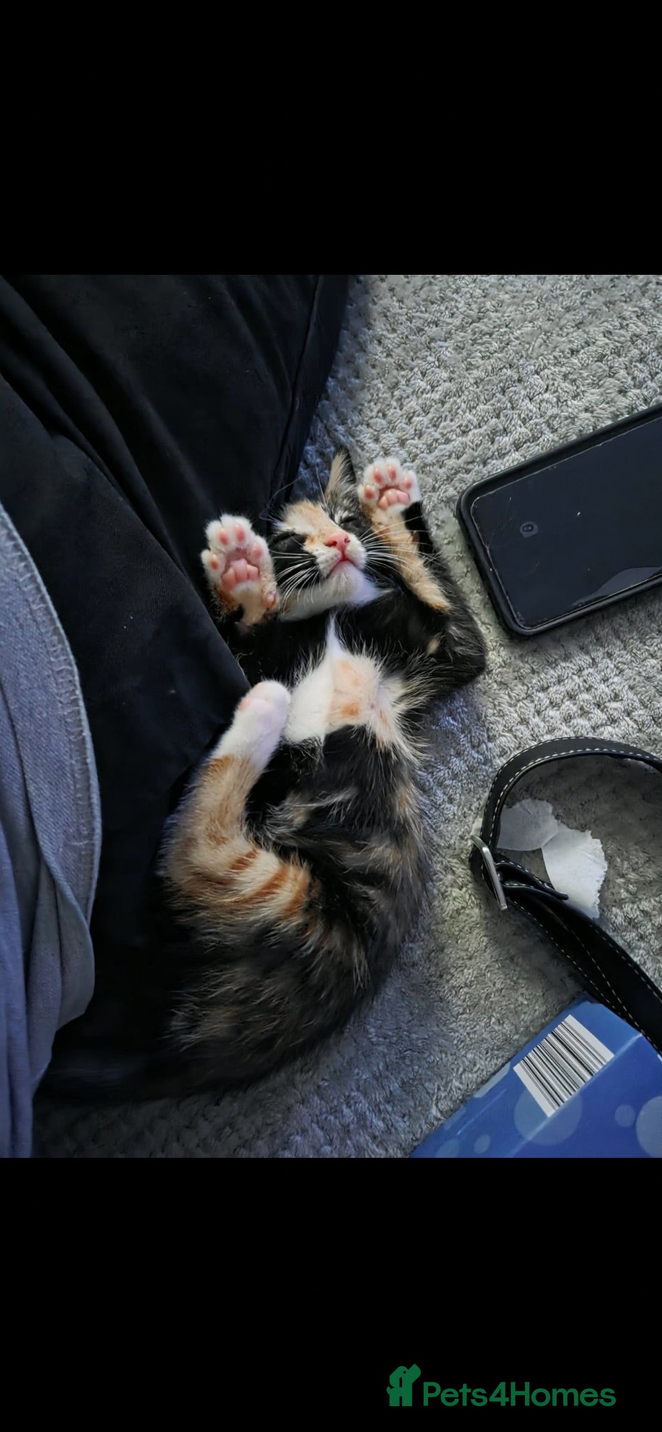 Mixed Breed cats OUR last beautiful fur baby 1 GIRL left - Advert 2