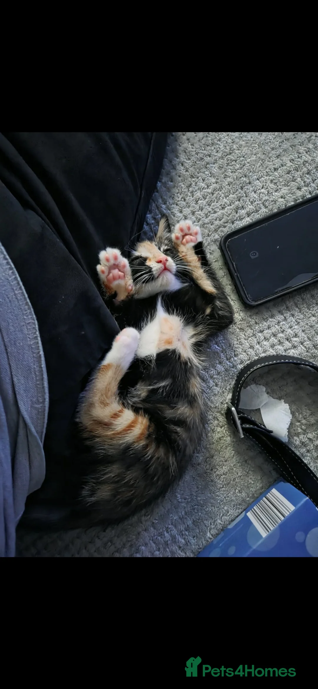 Mixed Breed cats for sale: OUR last beautiful fur baby 1 GIRL left - Advert 1