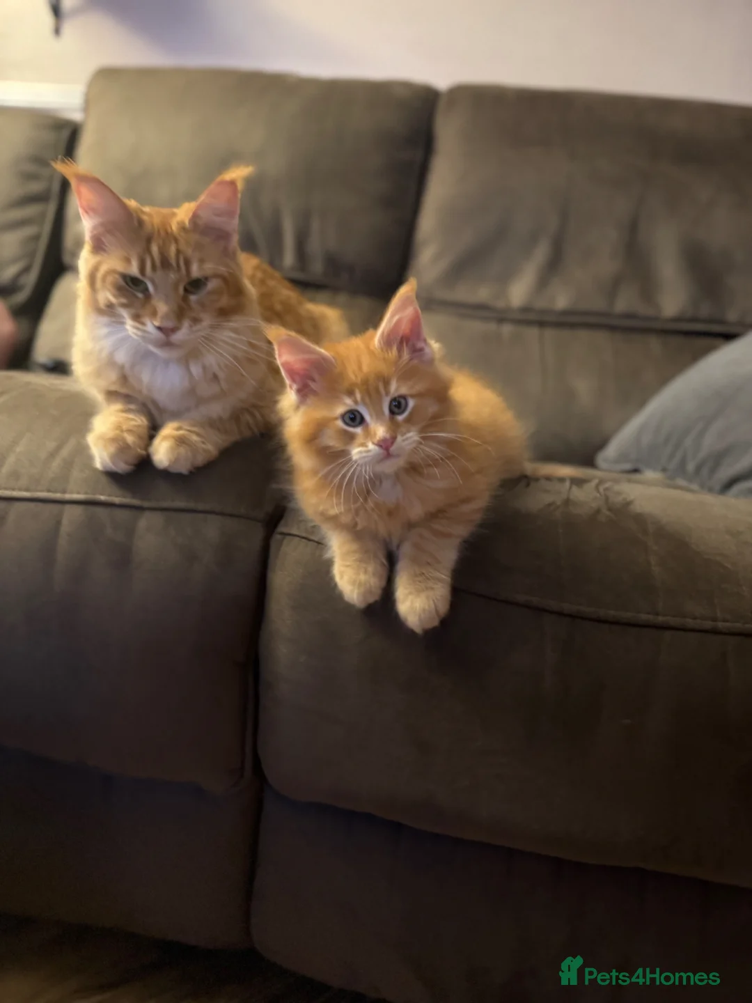 Maine Coon cats for sale: Tica registered Maine coon kittens - Advert 1