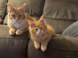 Maine Coon cats Tica registered Maine coon kittens - Advert 4