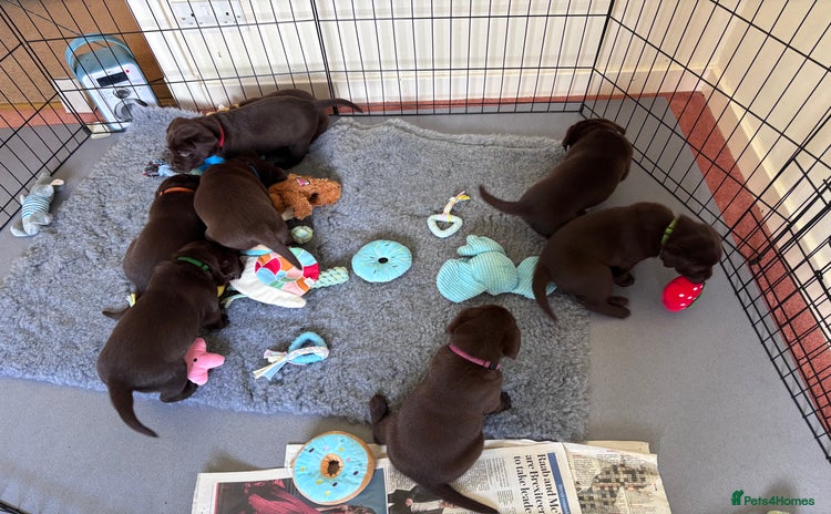Labrador Retriever dogs - Advert 2