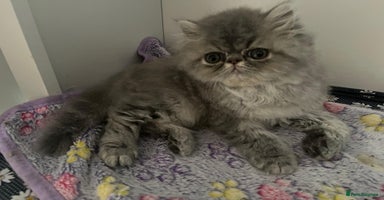 Persian cats - Advert 10