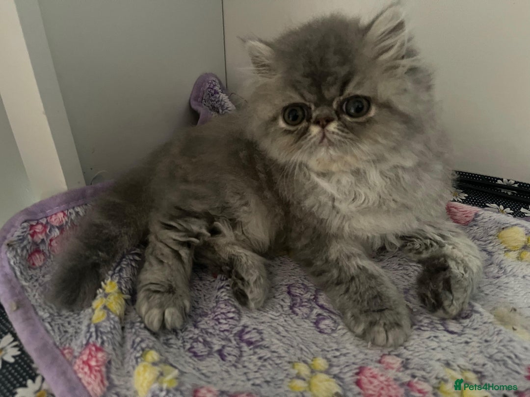 Persian cats for sale: Registered pedigree persian - Image 3