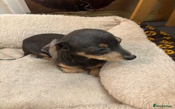 Mixed Breed dogs for sale: 5 beautiful chiweenies  - Advert 8