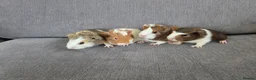 Guinea Pig rodents for sale: Baby guinea pigs for sale - Advert 8