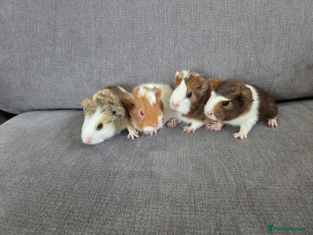 Guinea Pig rodents for sale: Baby guinea pigs for sale - Advert 8