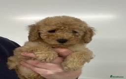 Cavapoo dogs for sale: Fully DNA Health Tested Cavapoo Puppies - Image 13