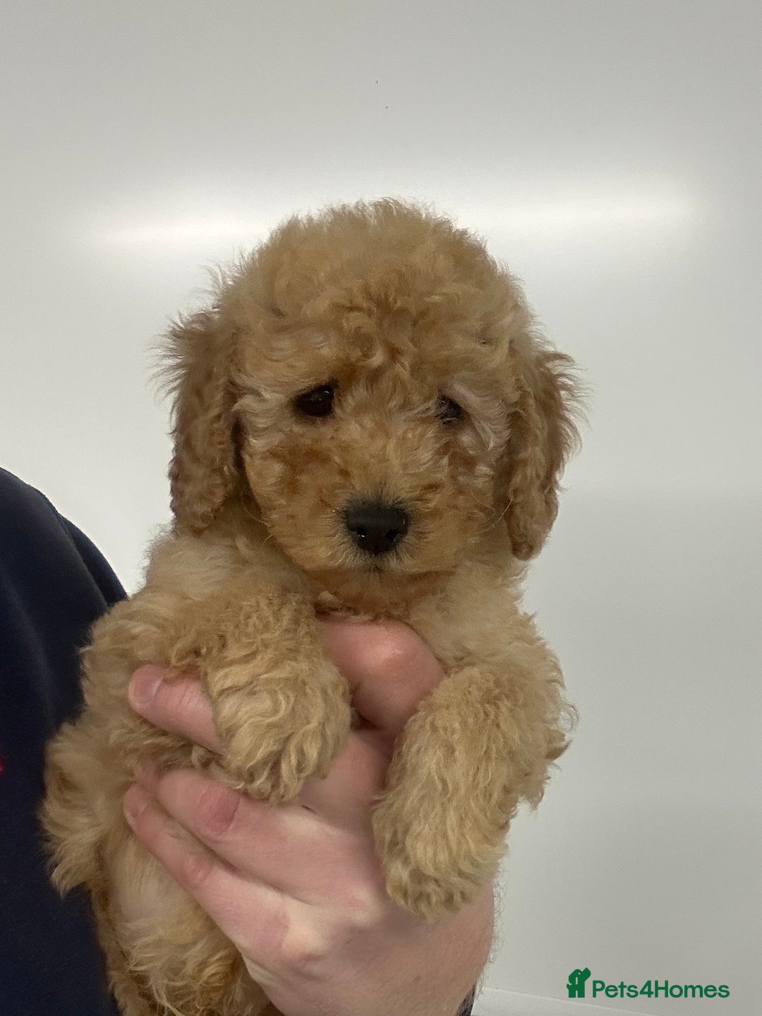 Cavapoo dogs for sale: Fully DNA Health Tested Cavapoo Puppies - Image 13