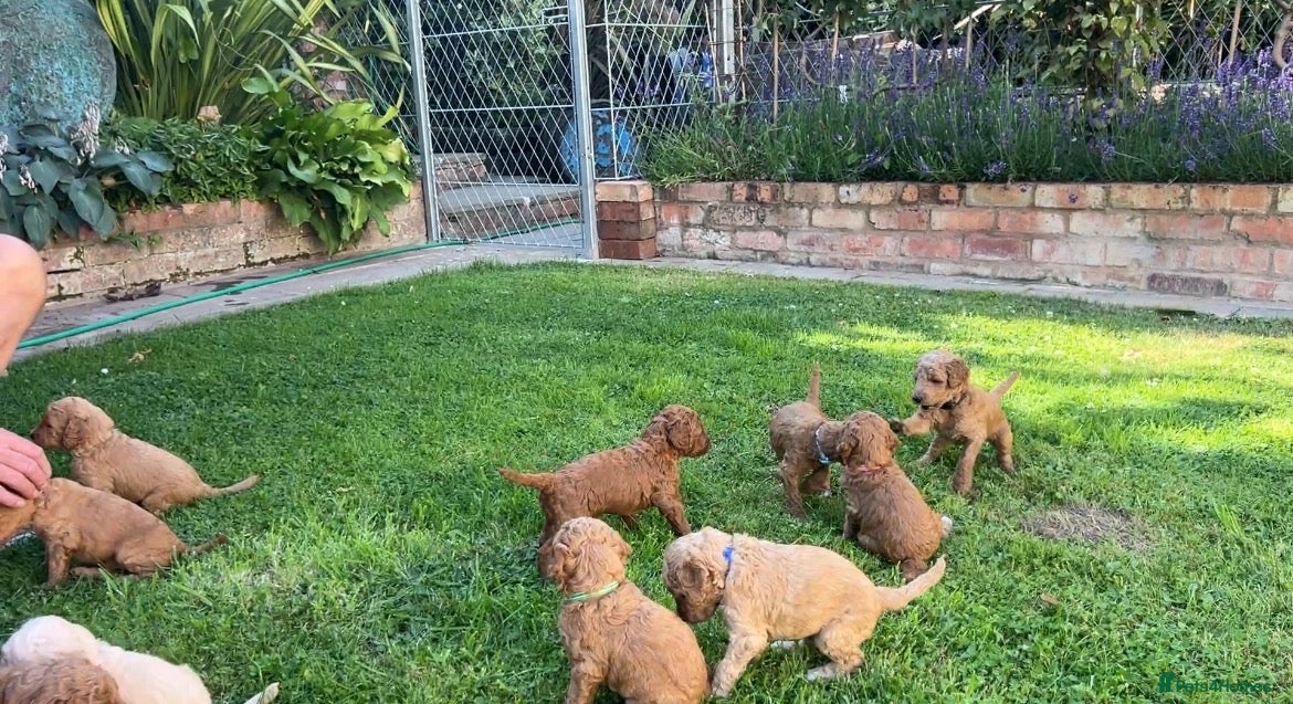 Standard Poodle dogs Exceptional Standard Poodle Puppies  - Advert 2