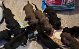 Dachshund dogs for sale: Beautiful dachshund puppies ready now - Image 15