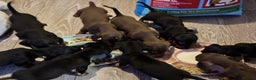 Dachshund dogs for sale: Beautiful dachshund puppies ready now - Advert 15