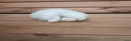 Mini Lop rabbits for sale: Purebred mini lop babies - Advert 9