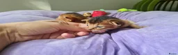 Abyssinian cats for sale: One beautiful Abyssinian boy - Advert 34