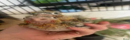 Conures birds for sale: Silly Hand-tamed Conure for sale - Advert 2