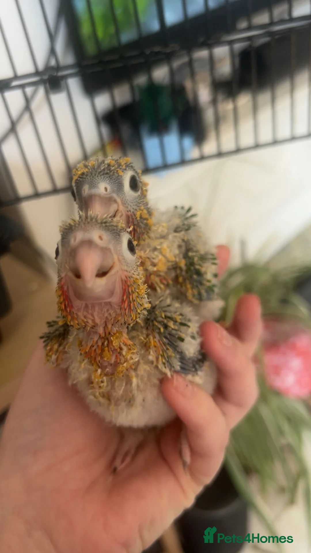 Conures birds for sale: Silly Hand-tamed Conure for sale - Advert 2