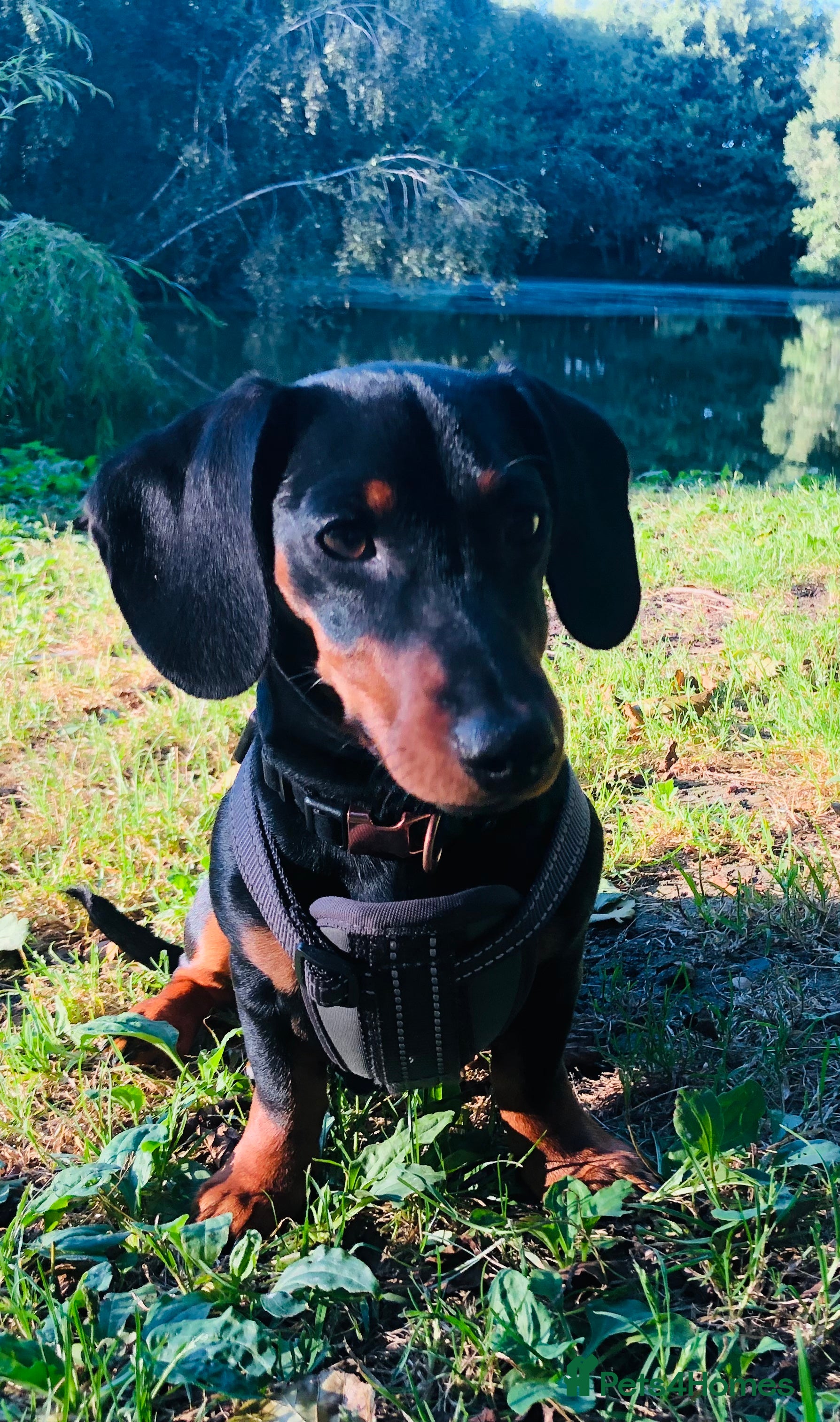 Miniature Dachshund dogs PABLO   kc reg pra clear black & tan mini smooth s in Folkestone - Advert 1