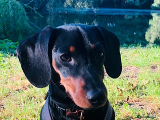 Miniature Dachshund dogs PABLO kc reg pra clear black & tan mini smooth s in Folkestone - Advert 11