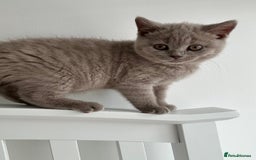 British Shorthair cats for sale: BSH Kittens 🧡🩷❤️💜💛💖 - Image 6