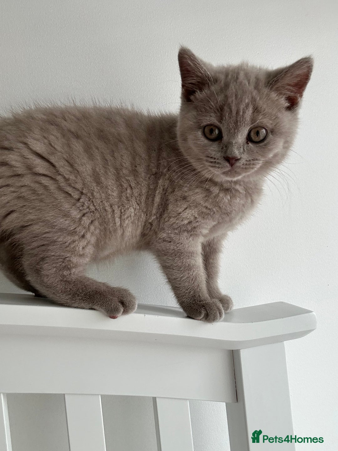 British Shorthair cats for sale: BSH Kittens 🧡🩷❤️💜💛💖 - Image 6