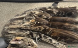 British Shorthair cats for sale: 7 Beautiful Kittens Looking for Their Forever Home - Image 4