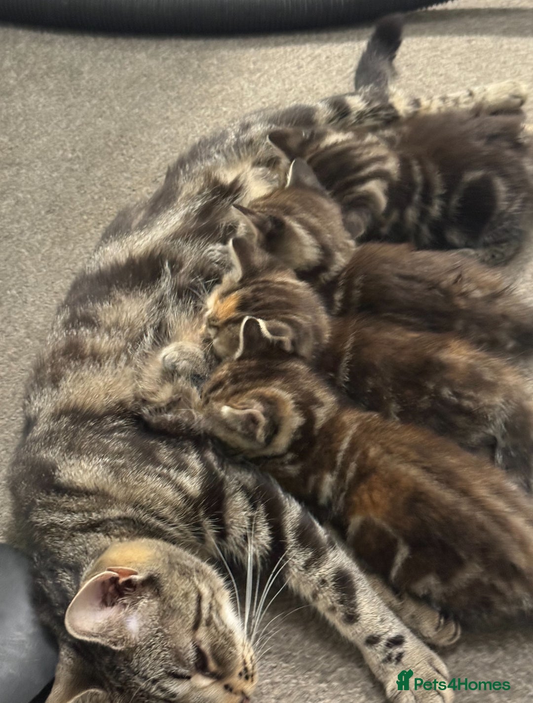 British Shorthair cats for sale: 7 Beautiful Kittens Looking for Their Forever Home - Image 4