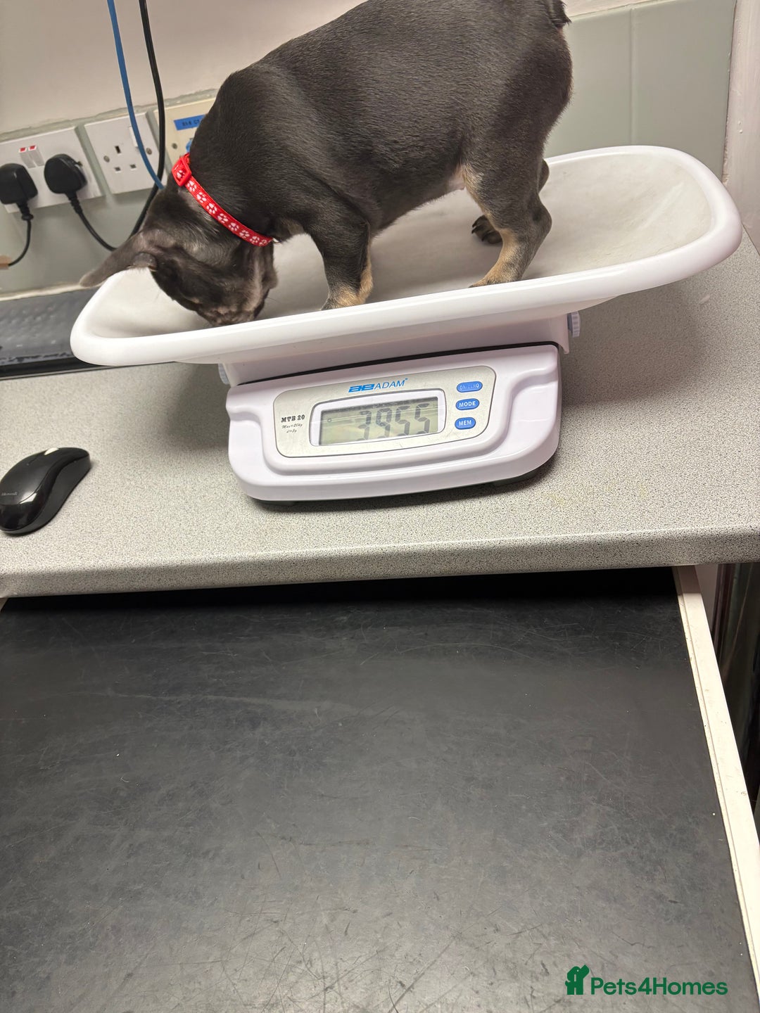 French Bulldog dogs for sale: 5 female French bulldogs  - Advert 5