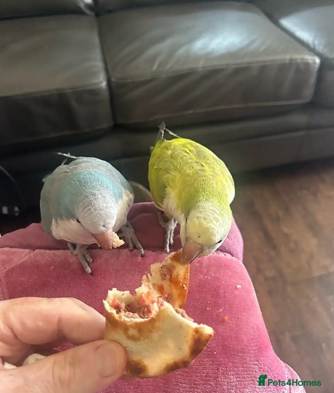 Parrots birds Bright Colours & Sweet Nature - Advert 4
